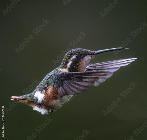 Fauna de mi tierra