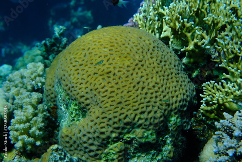 Fototapeta Naklejka Na Ścianę i Meble -  Stony coral Favites vasta undersea, Red Sea, Egypt, Sharm El Sheikh, Montazah Bay
