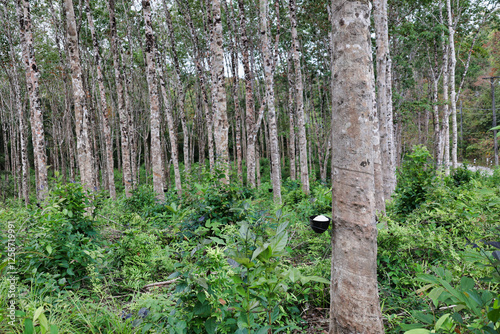 rubber tree plantation with bowls for latex harvest photo