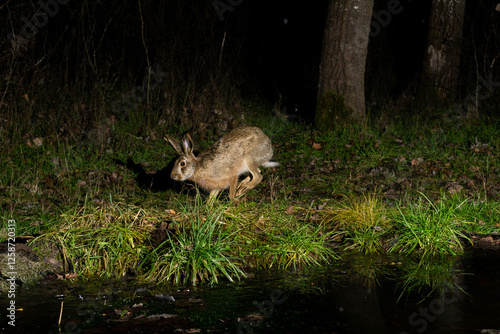 rabbit in the forest