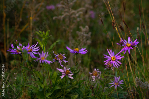 purple flowers in the meadow