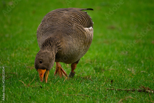 goose on the grass