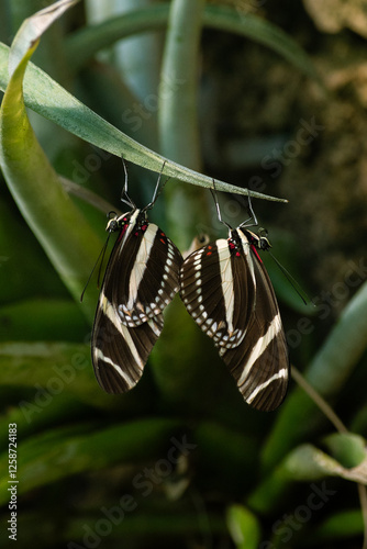 butterfly on leaf