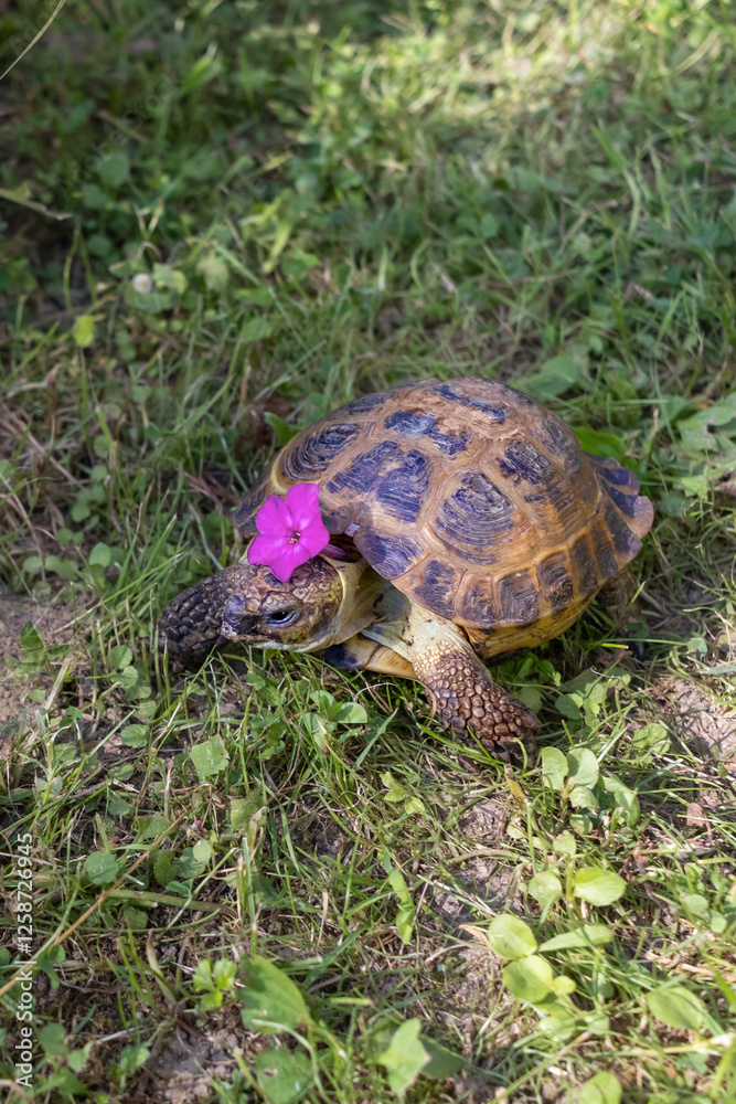 Turtle wearing flower hat sits in grass. World Turtle Day. Vertical Turtle wearing flower hat sits in grass. World Turtle Day. Vertical