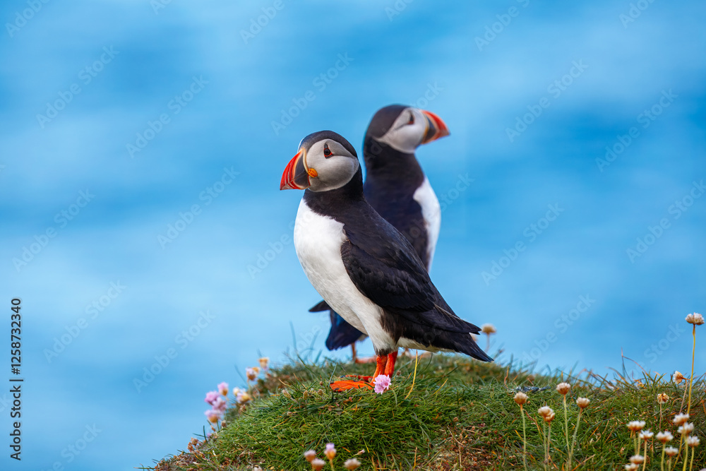 Naklejka premium Beautiful Atlantic puffin bird or common puffin living on coastline during the breeding season on summer at Shetlands island.