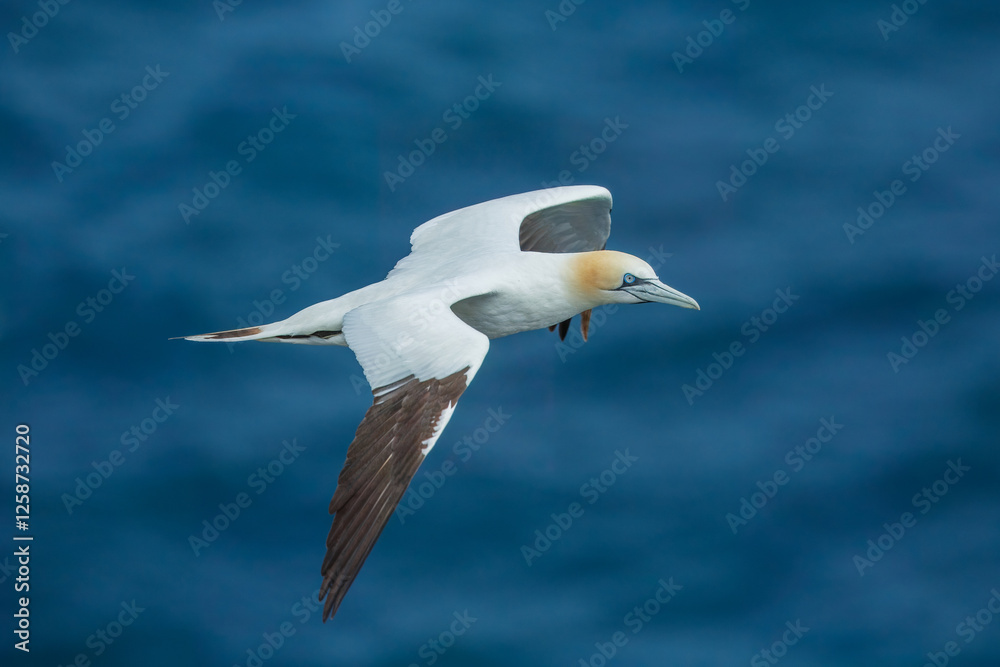 Northern gannets in various flying, diving, and flying positions, blue background, Northern gannets in various flying, diving, and flying positions, blue background,