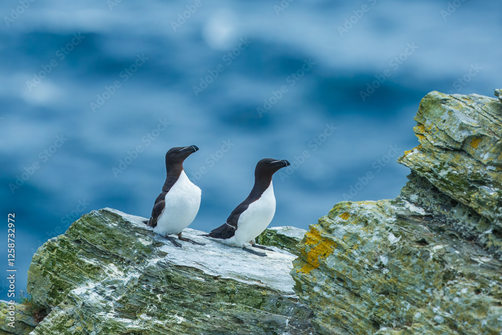 Razorbill (Alca torda) nesting on the cliffs, Shetland Razorbill (Alca torda) nesting on the cliffs, Shetland