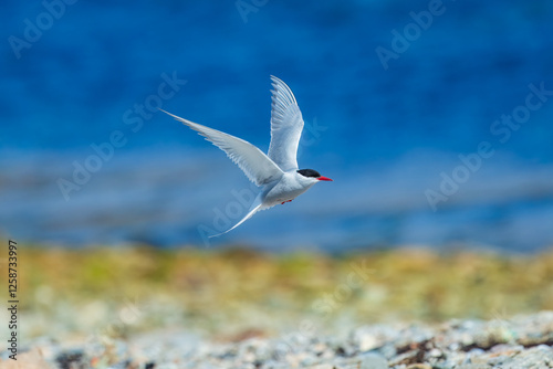 Arctic tern - Sterna paradisaea - with spread wings in flight at blue background. The Arctic tern is famous for its migration. photo