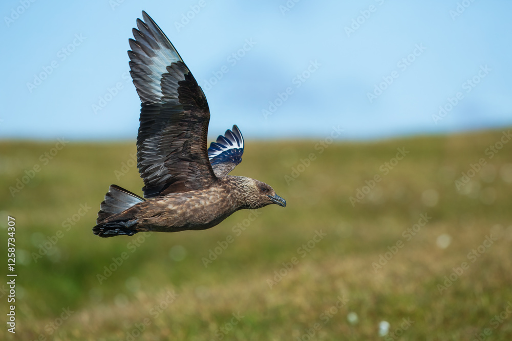 Close-up of a great skua (Stercorarius skua) calling out and displaying by stretching out wings, Noss, Shetland, UK. Close-up of a great skua (Stercorarius skua) calling out and displaying by stretching out wings, Noss, Shetland, UK.