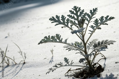 Dusty miller plant in silhouette against the starkness of an uncluttered white space with subtle imperfections, silhouette, botanical, dusty miller, white background, textured photo