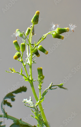 Senecio vulgaris grows in nature