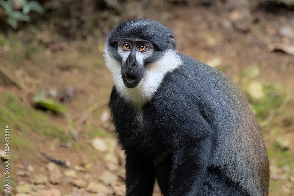 Fototapeta premium L'Hoest's Monkey