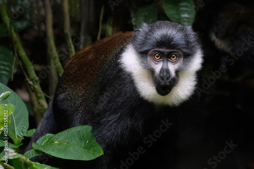 Photography L'Hoest's Monkey