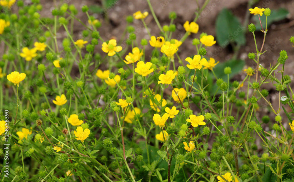 Sardinian buttercup (Ranunculus sardous) grows in nature Sardinian buttercup (Ranunculus sardous) grows in nature