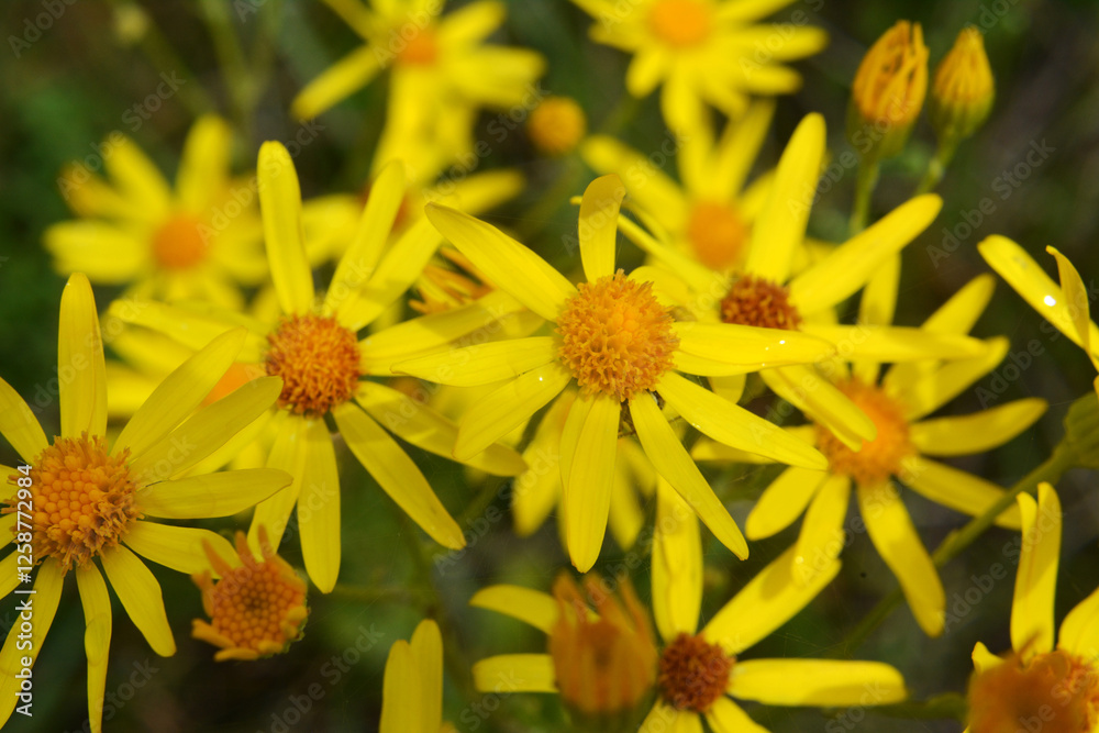 The plant Jacobaea vulgaris grows in the wild
