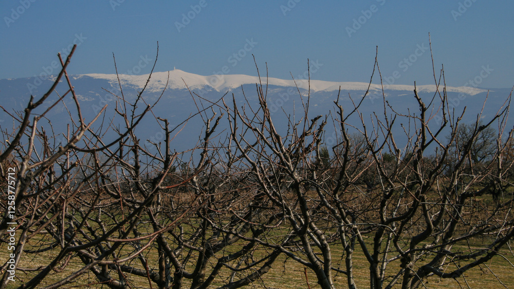 vue sur le Mont Ventoux enneigé en hiver à travers les branches d'arbres fruitiers vue sur le Mont Ventoux enneigé en hiver à travers les branches d'arbres fruitiers