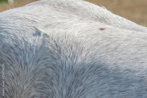 Detail of roan horse coat whorl patterns