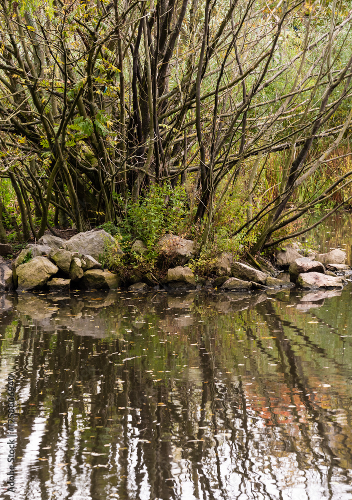 Trees and water reeds reflecting in a water pond with autumn colors Trees and water reeds reflecting in a water pond with autumn colors