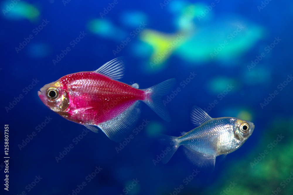 Naklejka premium Aquarium fish-ternetzi swim. Purple and blue fish. The Latin name Gymnocorymbus ternetzi. Close-up, blue background.