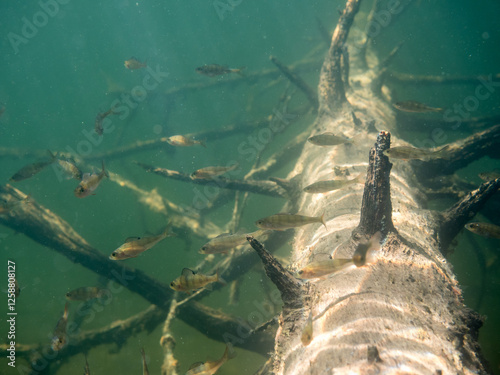 School of small perch swimming over sunken tree trunk