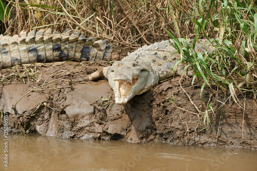Jaco, Costa Rica - November 21, 2024 - american crocodile, Crocodilus acutus, in the banks of Tarcoles river, in Puntarenas province