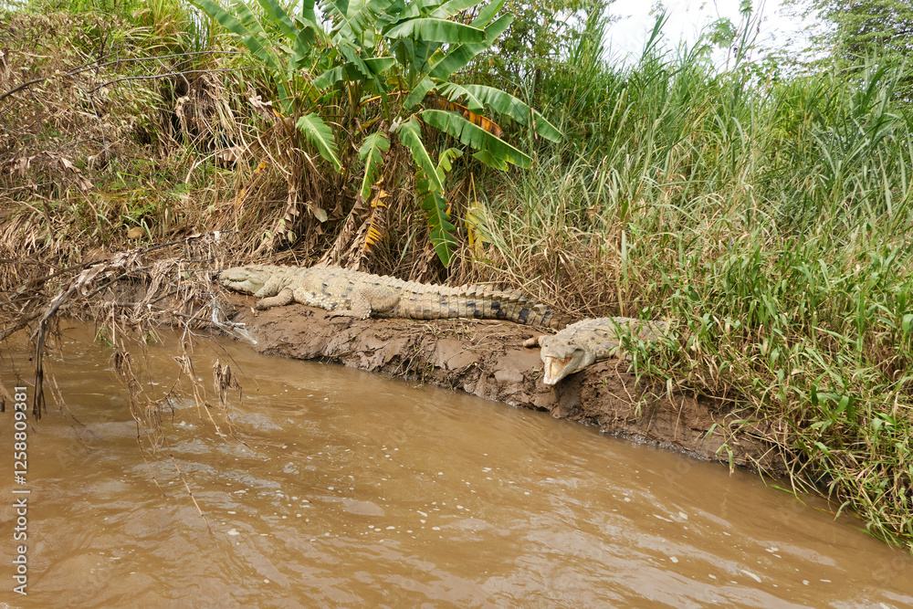 Jaco, Costa Rica - November 21, 2024 - american crocodile, Crocodilus acutus, in the banks of Tarcoles river, in Puntarenas province