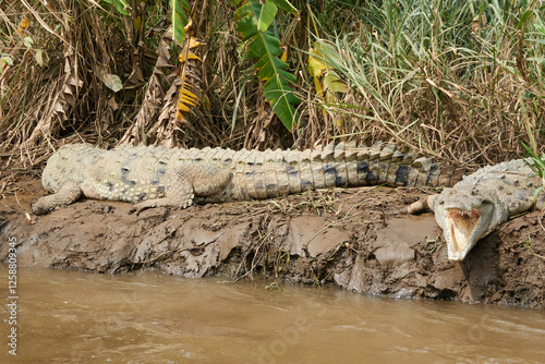 Jaco, Costa Rica - November 21, 2024 - american crocodile, Crocodilus acutus, in the banks of Tarcoles river, in Puntarenas province