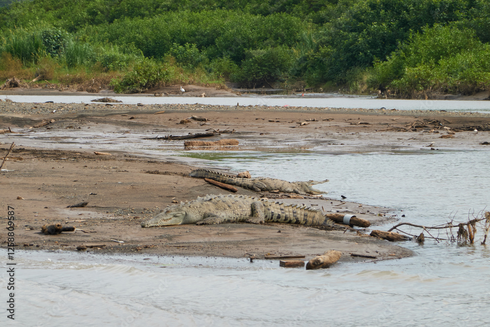 Jaco, Costa Rica - November 21, 2024 - american crocodile, Crocodilus acutus, in the banks of Tarcoles river, in Puntarenas province