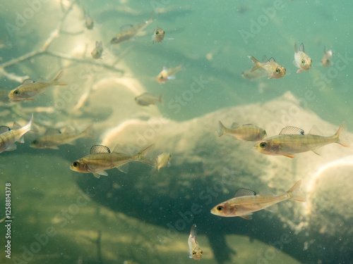 School of small perch swimming by sunken tree