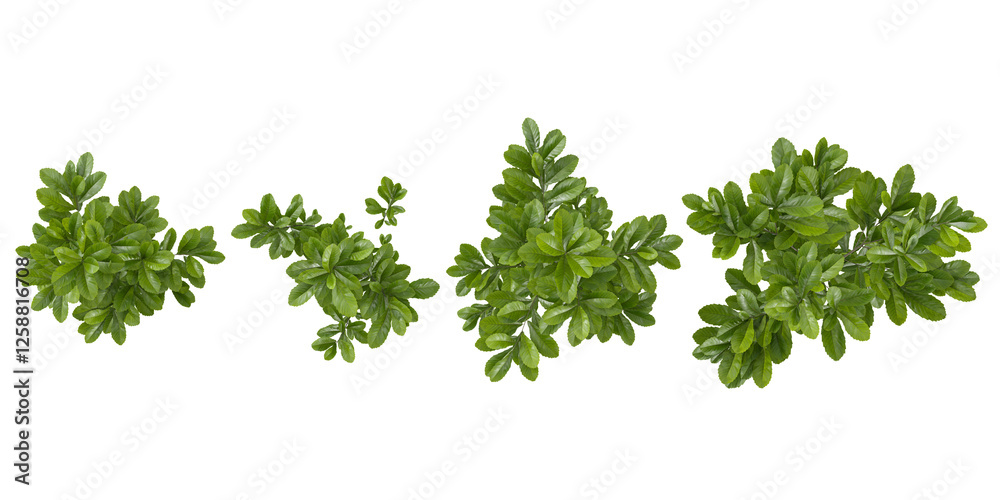 Obraz premium Collection of camphora,glauca plants on transparent background from the top view