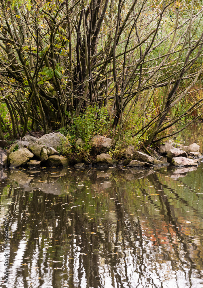 Trees and water reeds reflecting in a water pond with autumn colors Trees and water reeds reflecting in a water pond with autumn colors