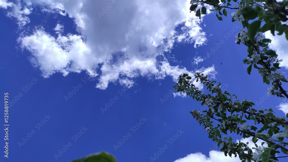 Fototapeta premium Daydreams Above: A Bright Sky with Fluffy White Clouds