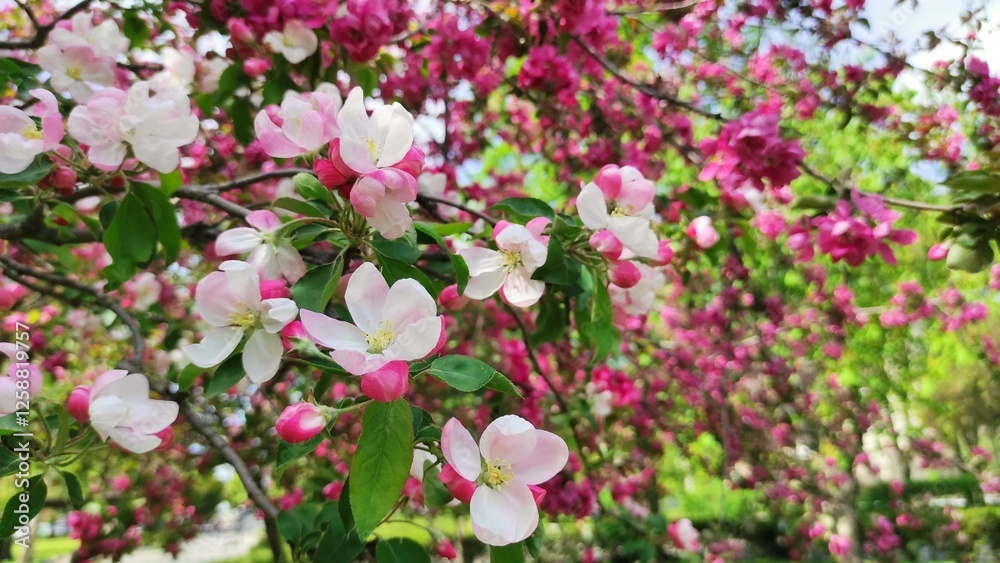 Fototapeta premium Spring Flowering Tree with Pink Blooms