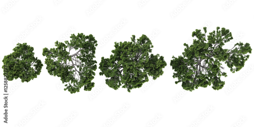 Fototapeta premium Pinus trees collection with realistic style from top view
