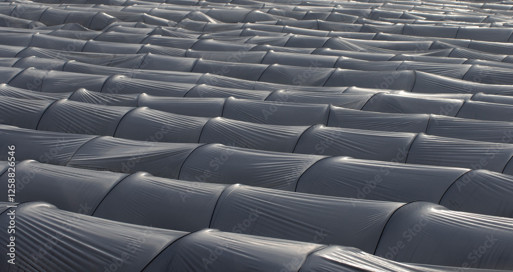 Fototapeta premium A late evening view of the low plastic tunnels to grow vegetables in a field in wintertime