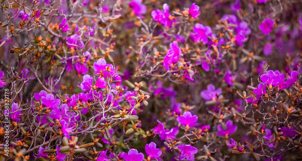 Closeup Blooming pink maralnik in spring mountains of Altai siberia Russia Closeup Blooming pink maralnik in spring mountains of Altai siberia Russia
