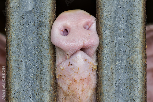Pig standing in a stable and pressing snout between metal bars of enclosure