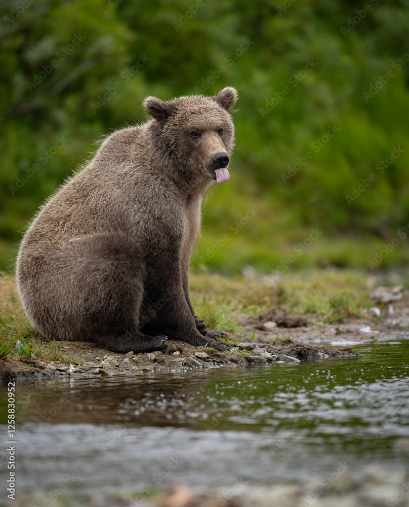 Obraz premium Brown Bear Fishing for Salmon in Alaska