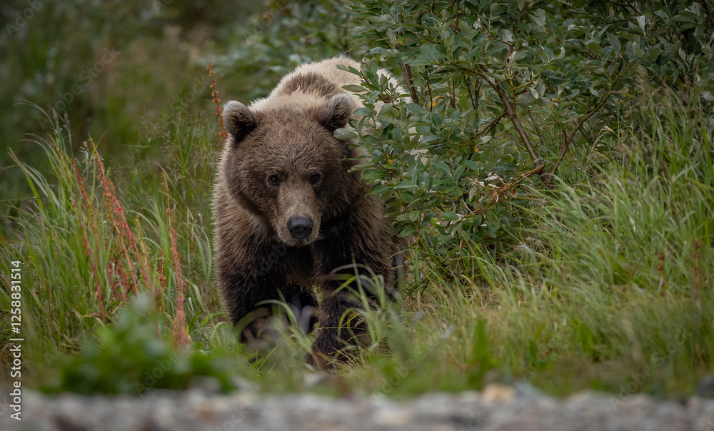Fototapeta premium Brown Bear Fishing for Salmon in Alaska