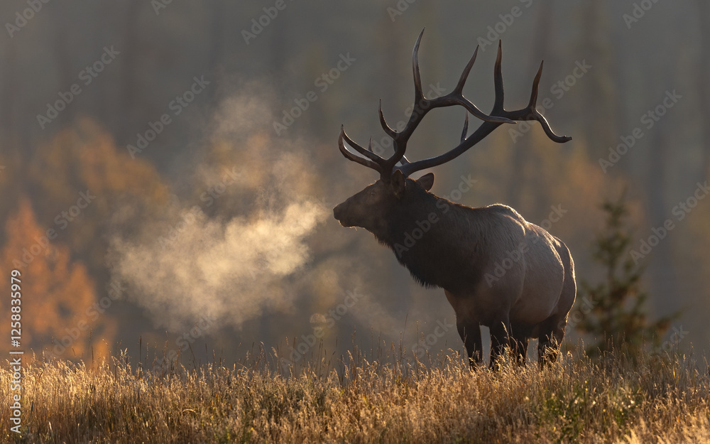 Obraz premium Bull elk during the rut in the Canadian Rockies