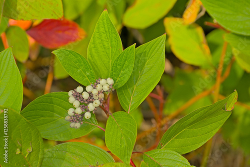 Young leafs and flower buds of dogwood in springtime photo