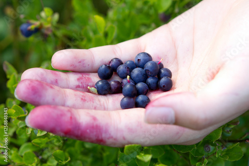 Hands presenting collected blueberries in a Swedish forest