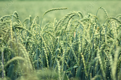 Obraz na płótnie Ears of corn in a ripe field of spelt before harvest w salonie
