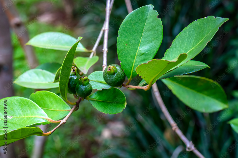 Selective focus of fruit of an araçá or Cattley guava with the scientific name (Psidium cattleianum).