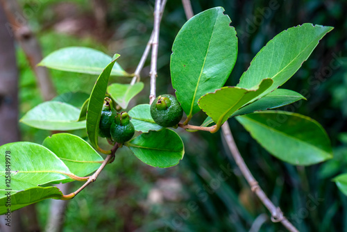 Selective focus of fruit of an araçá or Cattley guava with the scientific name (Psidium cattleianum). photo