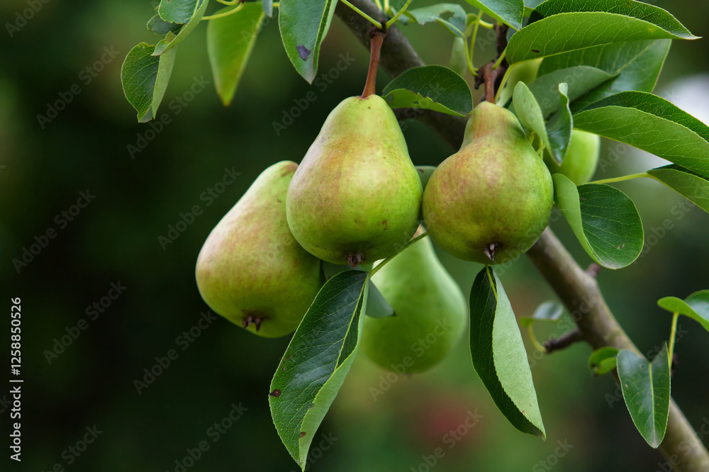 Several fresh pears hanging from tree branch in autumn before harvest season Several fresh pears hanging from tree branch in autumn before harvest season