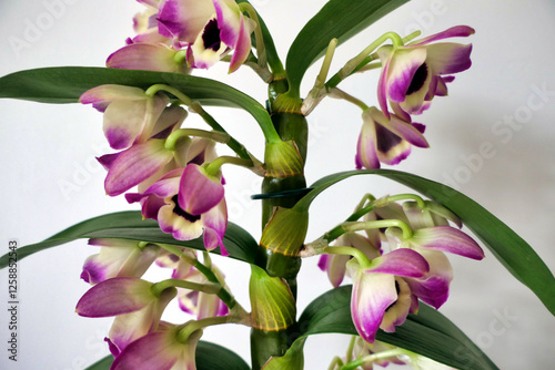 A beautiful specimen of the Dendrobium Nobile Orchid also known as the Noble Rock Orchid
