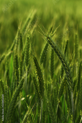 Green ears of corn during late spring time