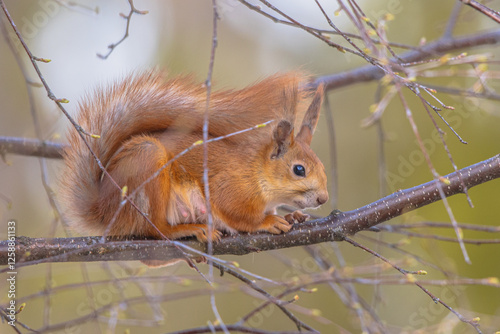 Red Squirrel on Branch on Light Background photo