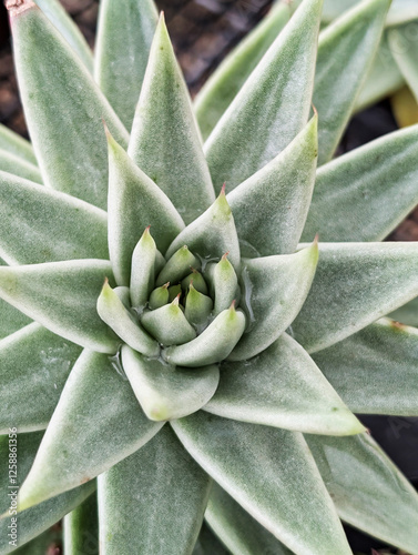 Close up of  brittonii plant in a nursery garden photo
